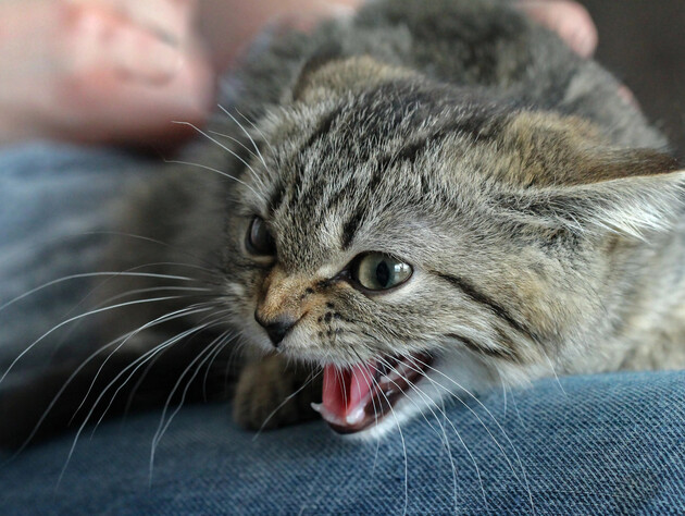 У Львові померла жінка, яку на кладовищі вкусило кошеня