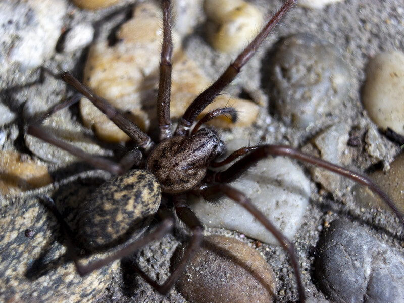 Учені виявили найбільшу у світі павутину з понад 111 тис. павуків. У чому її унікальність?  