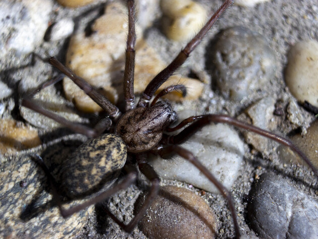 Учені виявили найбільшу у світі павутину з понад 111 тис. павуків. У чому її унікальність?  