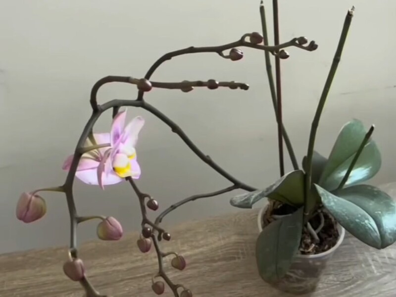 Залиште орхідею в цьому місці на ніч – і вона почне активно формувати квітконоси. Секретний лайфхак