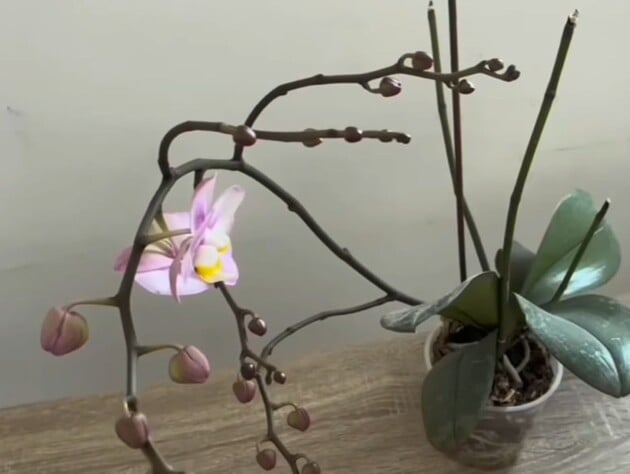 Залиште орхідею в цьому місці на ніч – і вона почне активно формувати квітконоси. Секретний лайфхак
