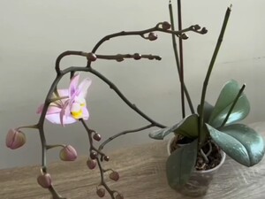 Оставьте орхидею в этом месте на ночь – и она начнет активно формировать цветоносы. Секретный лайфхак