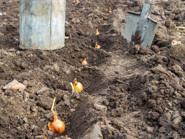Обов'язково додайте це під час висаджування цибулі – і вона вродить дуже великою. Перевірений спосіб
