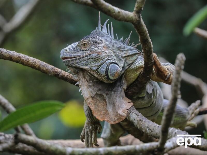 "Никогда не видел такого снежного шторма". На юго-востоке США рекордные холода, игуаны падают с деревьев 