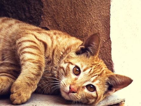 У Харкові пропонують визнати вуличних котів частиною екосистеми міста