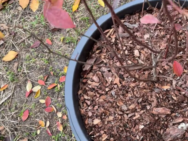 За неделю до морозов полейте этим голубику – и летом она завалит ягодами. Рецепт и пропорции