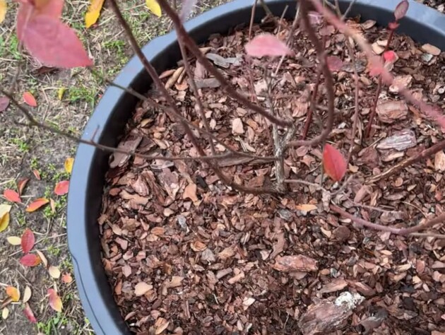 За неделю до морозов полейте этим голубику – и летом она завалит ягодами. Рецепт и пропорции