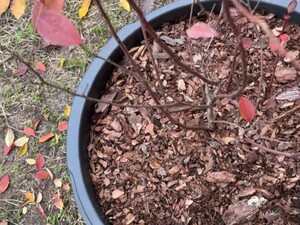 За тиждень до морозів полийте цим лохину – і влітку вона завалить ягодами. Рецепт і пропорції