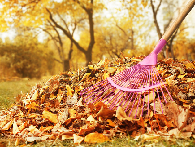 Що робити з листям у саду? Чотири причини лишити і три – прибрати