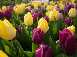 Як посадити тюльпани у відкритий ґрунт, щоб вони точно заквітли і їх не з'їли миші