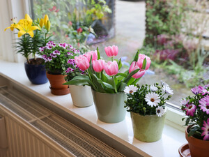 Растворите эту таблетку в воде – и комнатные цветы моментально оживут. Секретный способ реанимации