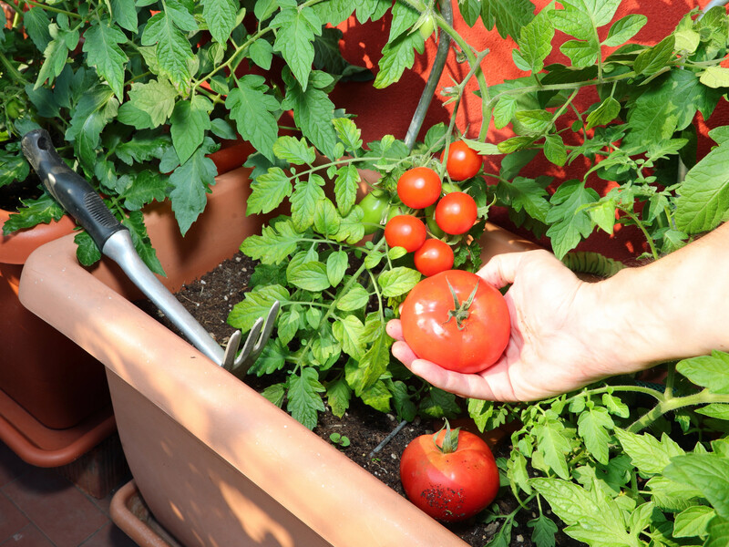 Назван сорт помидоров, которые можно выращивать зимой без теплицы