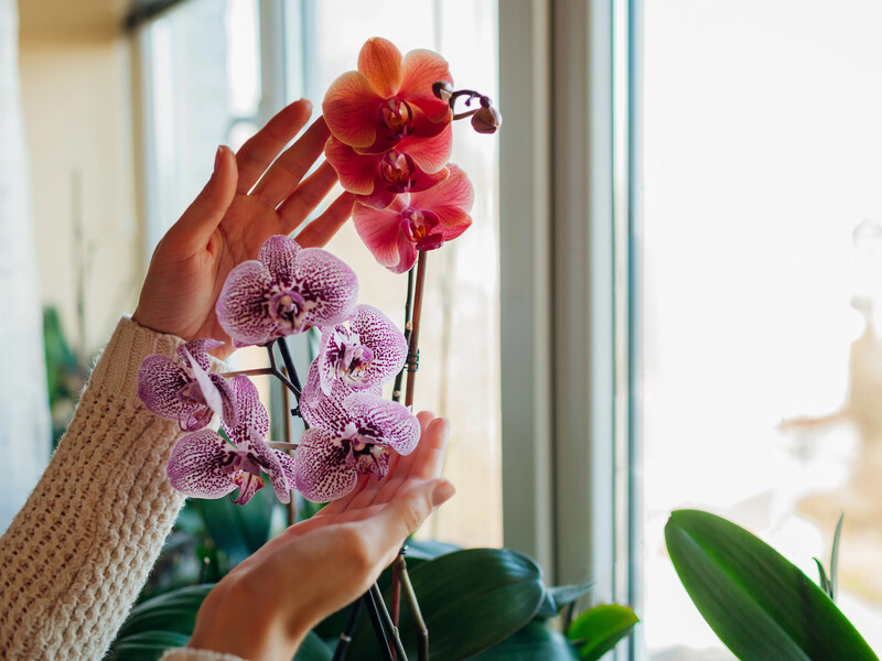 Орхідея розкішно цвістиме, тільки якщо ви поставите її в цьому місці