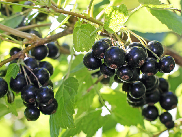 Обработка этим раствором в ноябре обеспечит урожай смородины