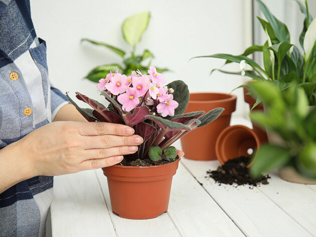 Полийте цим фіалку – і вона знову зацвіте. Рецепт натурального підживлення, яке можна приготувати за ніч