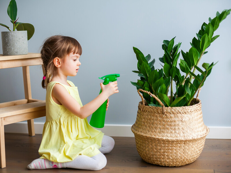 Пять главных причин, почему замиокулькас желтеет или останавливается в росте