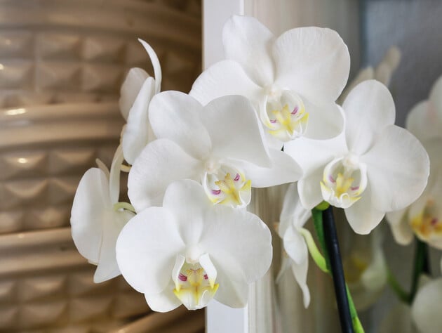 Дві краплі цього розчину оживлять орхідею – і вона почне рясно цвісти