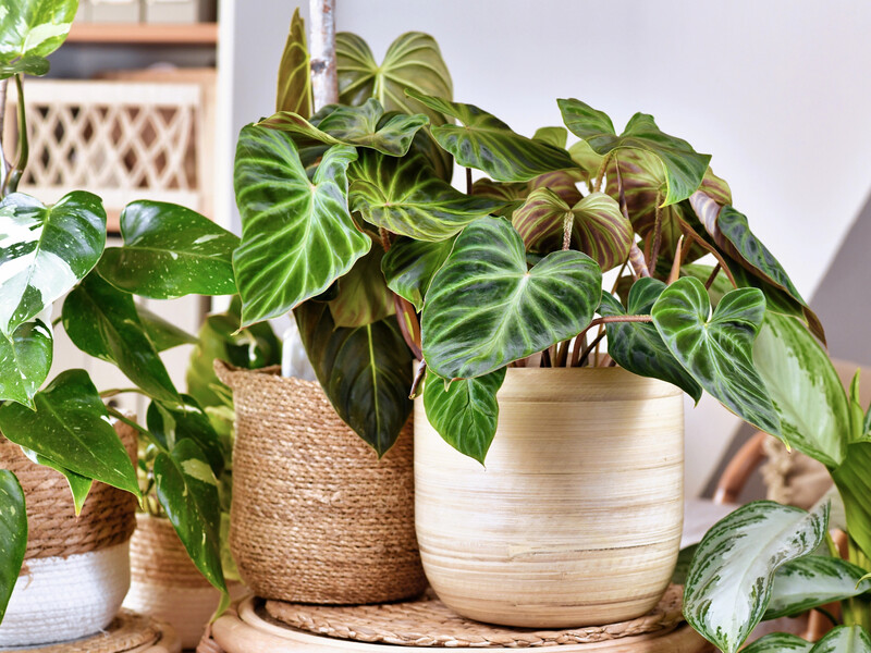 Розчиніть у воді ці краплі з аптеки – і кімнатні рослини будуть квітнути весь рік. Рецепт підживлення