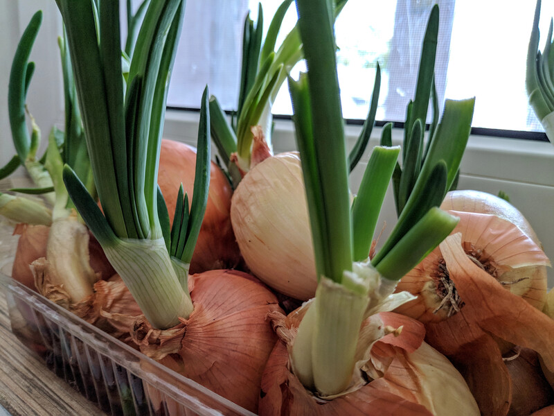 Якщо хочете постійно мати вдома зелену цибулю, скористайтеся цими хитрощами – і її буде дуже багато