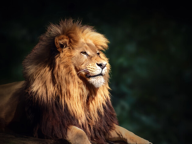 В Хмельницком из зверинца сбежали два льва