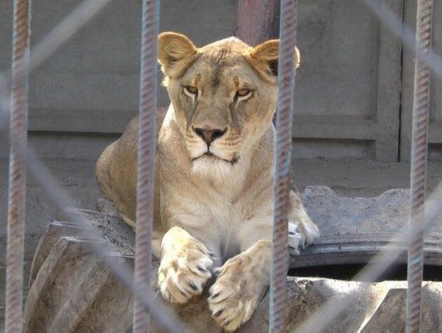 В Хмельницком нашли вторую львицу, сбежавшую из реабилитационного центра. Животное – в медикаментозном сне. Видео