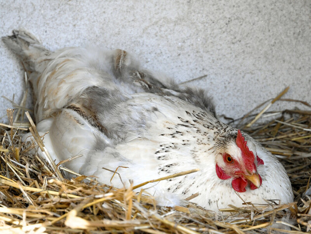 Если у вас нет яиц – не проблема. Просто накормите этим кур, и будете есть яичницу каждый день