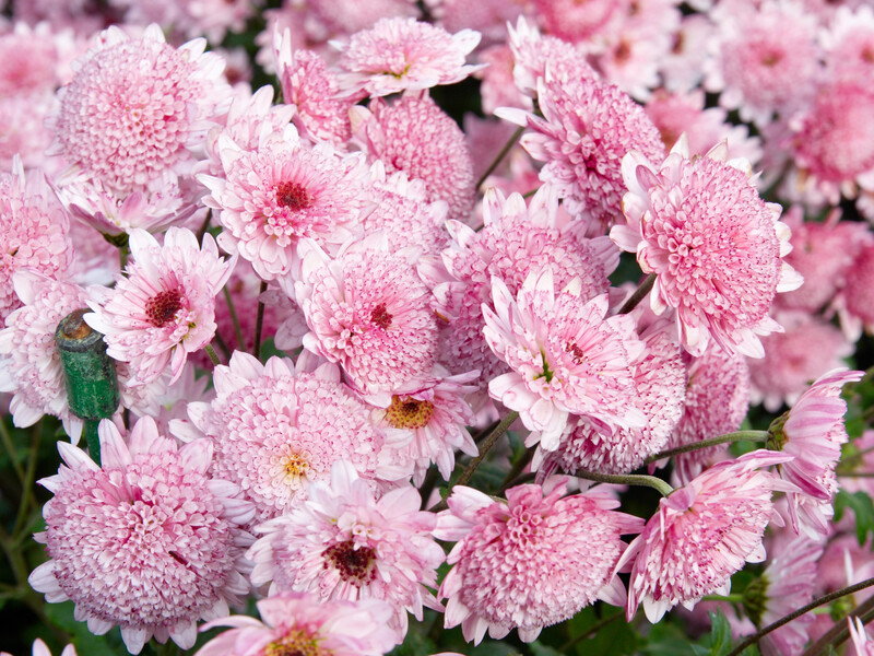 Якщо наступного року хочете отримати великі й пишні кущі хризантем – зробіть ці прості речі