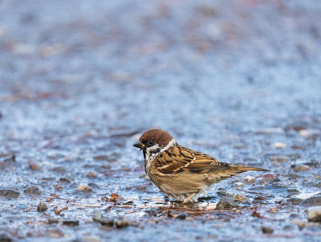 Еще большее похолодание движется в Украину. Синоптик предупреждает о мокром снеге и штормовом ветре 