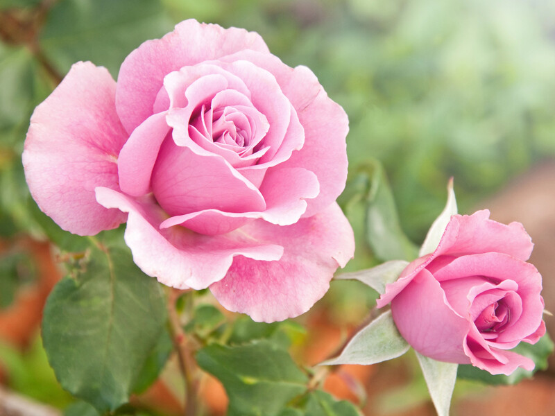 Кілька грамів цієї речовини розчиніть у воді. Таке оброблення троянд врятує їх від чорної ніжки