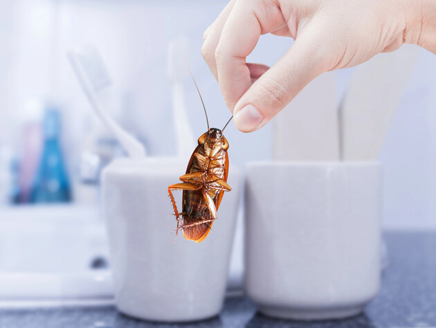 Залийте це водою – і таргани не витримають. Лайфхак, як без хімії позбутися шкідників