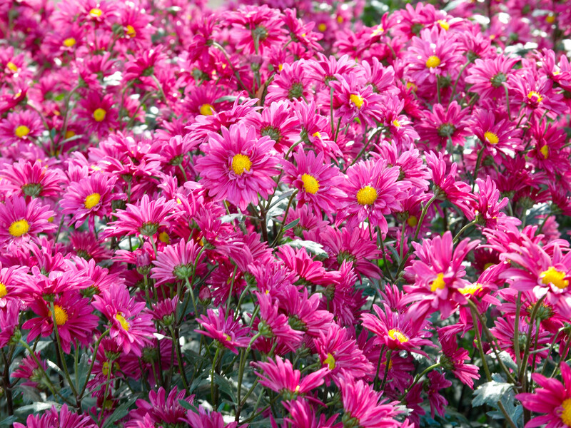 Сделайте эти простые шаги – и хризантемы точно перезимуют и в следующем году будут пышно цвести