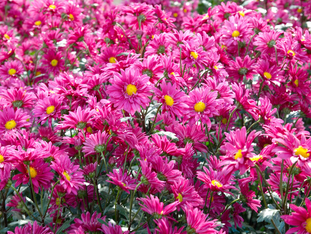 Зробіть ці прості кроки – і хризантеми точно перезимують і наступного року пишно цвістимуть