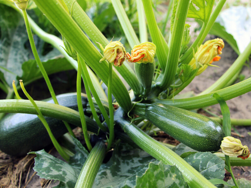 Покваптеся з посівом кабачків. Городники назвали оптимальну температуру для підзимового посіву