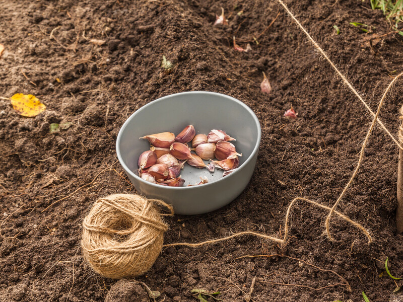 Замочите зубчики в этом растворе – и озимый чеснок вырастет размером с кулак. Советы огородников