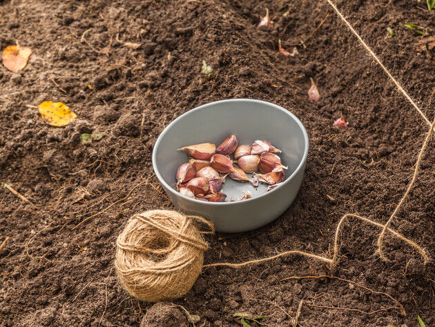 Замочіть зубчики в цьому розчині – й озимий часник виросте розміром із кулак. Поради городників