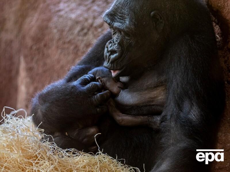 "Эволюционная загадка". Ученые считают, что поцелуям может быть более 21 млн лет