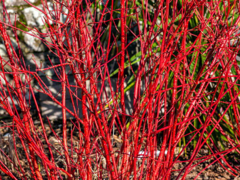 Куст с красными ветвями невероятно красив зимой. Три шага – и вы легко его размножите в воде