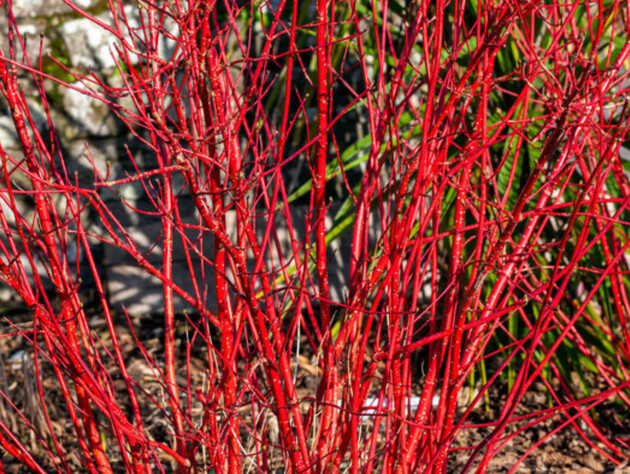 Кущ із червоними гілками надзвичайно гарний узимку. Три кроки – і ви легко його розмножите у воді