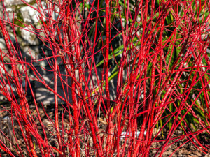 Кущ із червоними гілками надзвичайно гарний узимку. Три кроки – і ви легко його розмножите у воді