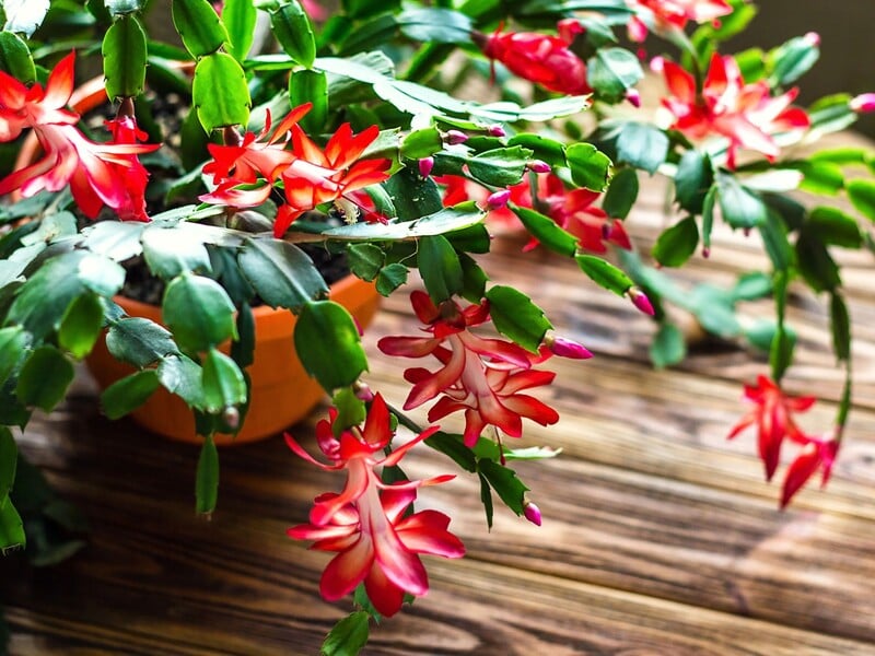 Киньте у воду цей аптечний препарат – і різдвяник потішить активним цвітінням у грудні. Лайфхак