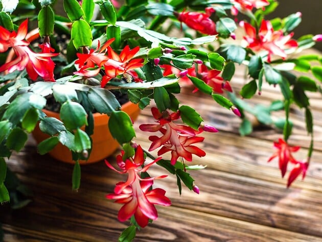 Киньте у воду цей аптечний препарат – і різдвяник потішить активним цвітінням у грудні. Лайфхак