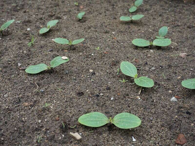 Зробіть це на ділянці - й посіяні під зиму кабачки не загинуть навіть холодної весни