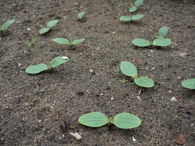 Зробіть це на ділянці - й посіяні під зиму кабачки не загинуть навіть холодної весни