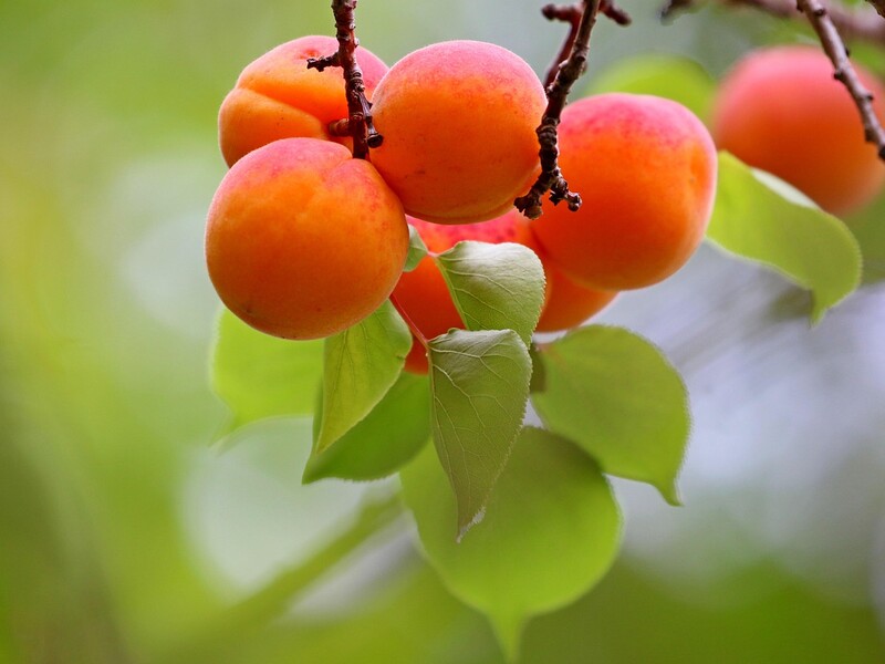 Підживіть восени абрикос цим – і наступного сезону отримаєте розкішний урожай