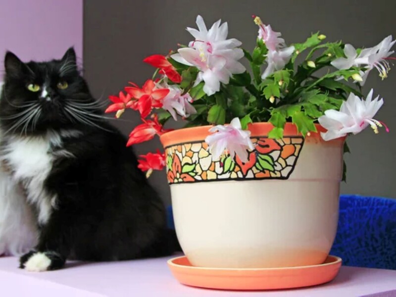 Різдвяник буде всипаний квітами у грудні, якщо в листопаді залишите його в цьому місці. Поради щодо догляду