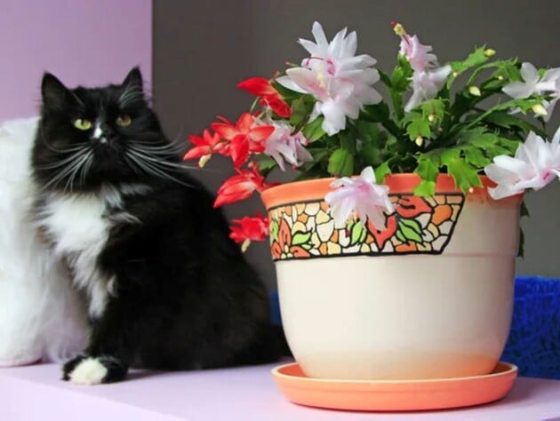 Різдвяник буде всипаний квітами у грудні, якщо в листопаді залишите його в цьому місці. Поради щодо догляду