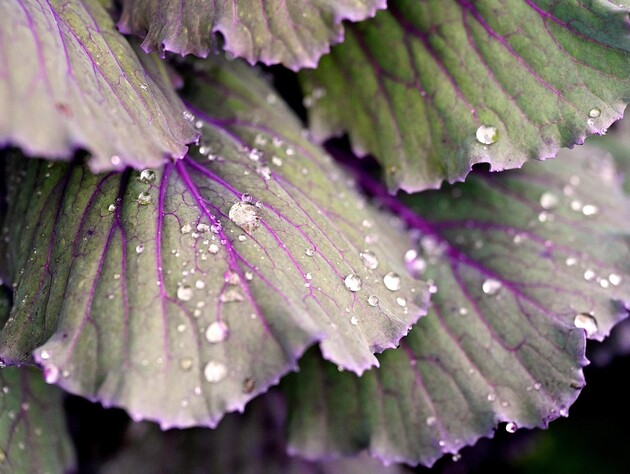 Якщо капуста на грядці підмерзла – зробіть із нею це