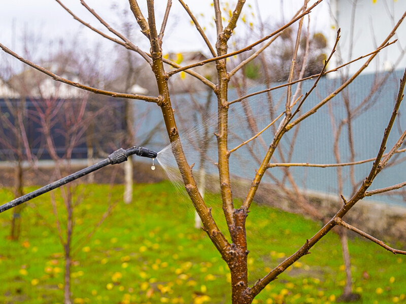 Обробіть цим препаратом рослини – і жодні шкідники не страшні. Надійний метод захисту саду