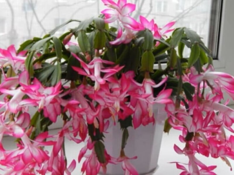 Різдвяник обов'язково зацвіте, якщо дотримаєтеся цієї умови. Увесь секрет – у поливанні