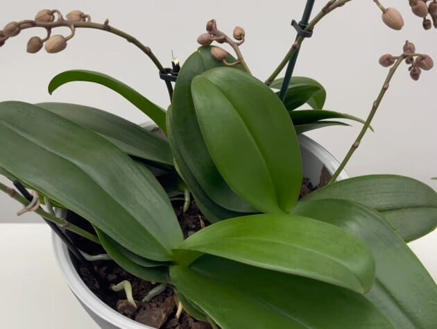 Залиште орхідею в цьому розчині – і вона почне активно формувати нові квітконоси. Секрети пересаджування